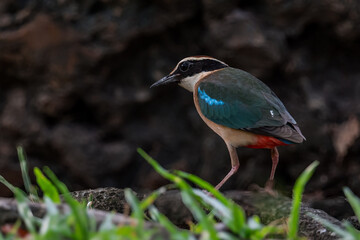 Fairy Pitta (Pitta Nympha) during migrating season