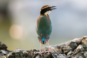 Fairy Pitta (Pitta Nympha) during migrating season