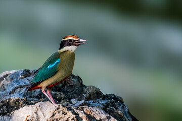 Fototapeta premium Fairy Pitta (Pitta Nympha) during migrating season