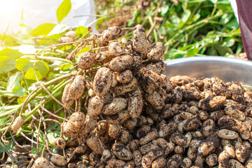 Fresh peanuts plants with roots plants harvest of peanut plants.