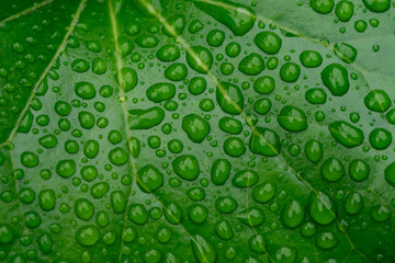雨上がりで、たくさんの水滴がついた植物の葉のアップ。