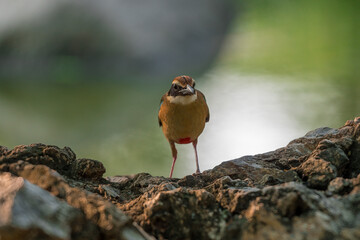 Fairy Pitta (Pitta Nympha) during migrating season