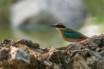 Fairy Pitta (Pitta Nympha) during migrating season