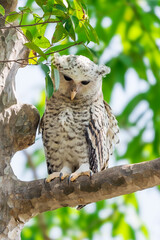 Spot-bellied Eagle Owl Largest, dark brown head, tufts of fur, erect ears. Grayish white face Dark red-brown eyes, yellow mouth, white underbody with large heart-shaped black spots scattered all over.