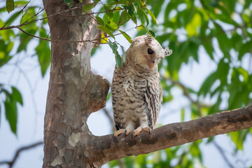Spot-bellied Eagle Owl Largest, dark brown head, tufts of fur, erect ears. Grayish white face Dark red-brown eyes, yellow mouth, white underbody with large heart-shaped black spots scattered all over.