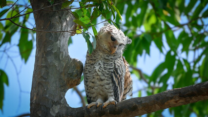 Spot-bellied Eagle Owl Largest, dark brown head, tufts of fur, erect ears. Grayish white face Dark red-brown eyes, yellow mouth, white underbody with large heart-shaped black spots scattered all over.