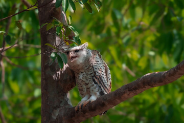 Spot-bellied Eagle Owl Largest, dark brown head, tufts of fur, erect ears. Grayish white face Dark red-brown eyes, yellow mouth, white underbody with large heart-shaped black spots scattered all over.