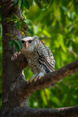 Spot-bellied Eagle Owl Largest, dark brown head, tufts of fur, erect ears. Grayish white face Dark red-brown eyes, yellow mouth, white underbody with large heart-shaped black spots scattered all over.