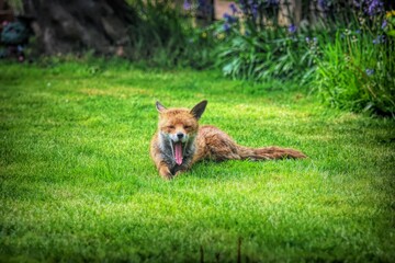 Scenic view of a red fox on a green meadow