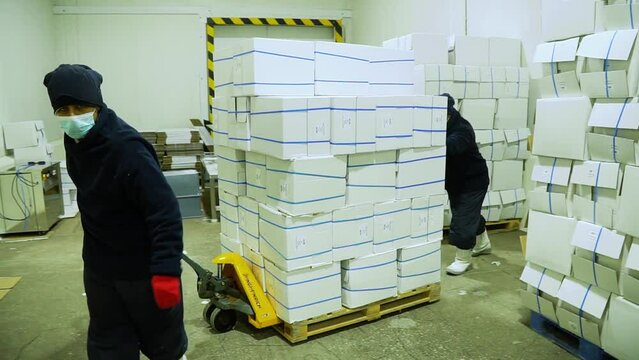 personnel pulling pallet with boxes to store them inside the storage cold chamber, export process 60fps