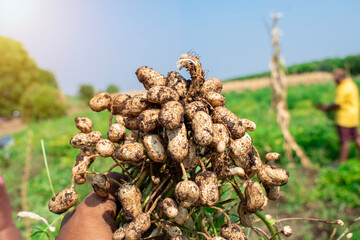 Fresh peanuts plants with roots plants harvest of peanut plants.