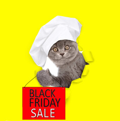 Funny kitten wearing chef's hat looking through a hole in yellow paper and holding signboard with...