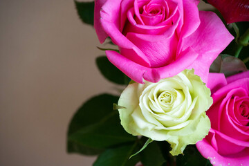 ピンクと緑のばら