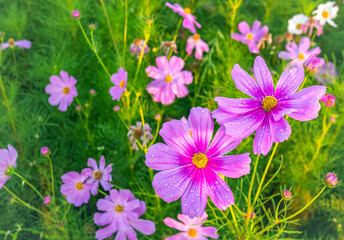 Close-up of beautiful cosmos flowers at cosmos field in moring sunlight. amazing of close-up of...