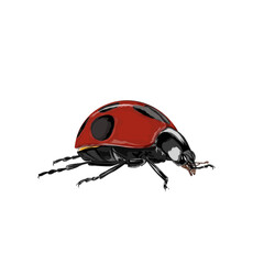 icon of a ladybug, no background