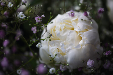 pink rose bush