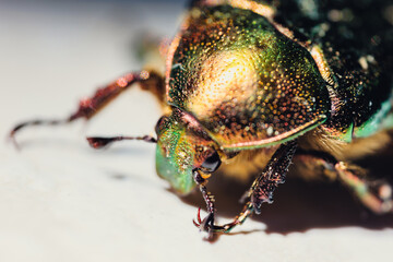 bug on a leaf