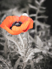 poppy flower in the field