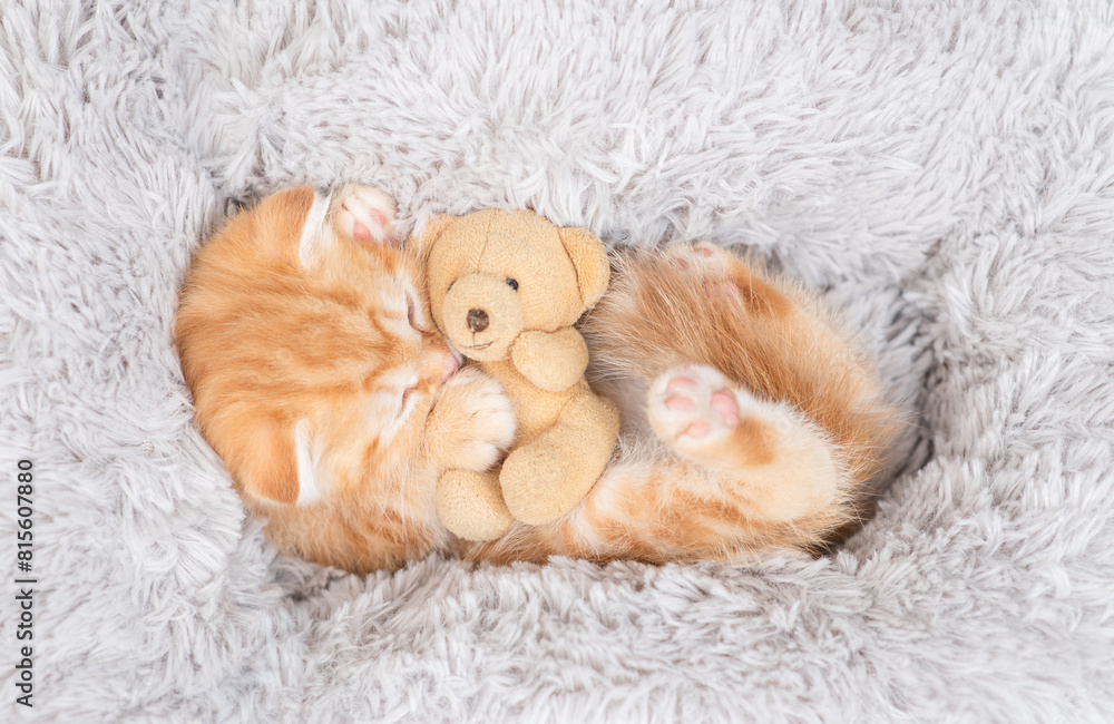 Sticker cute kitten sleeps in cozy fluffy pillow on a bed and hugs favorite toy bear. top down view