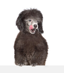 licking lips young black poodle puppy looks above empty white banner. Isolated on white background