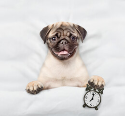 Pug puppy lying on a bed at home and holds alarm clock. Top down view