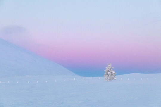 Tree and a reindeer fence on a fell in the polar night light