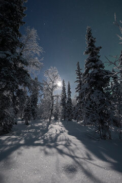 Winter forest in the moonlight