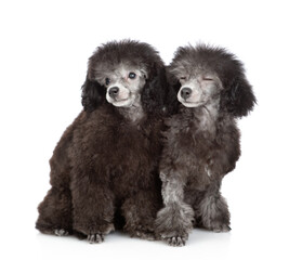 Two cute black poodle poppies sitting and looking away on empty space. Isolated on white background