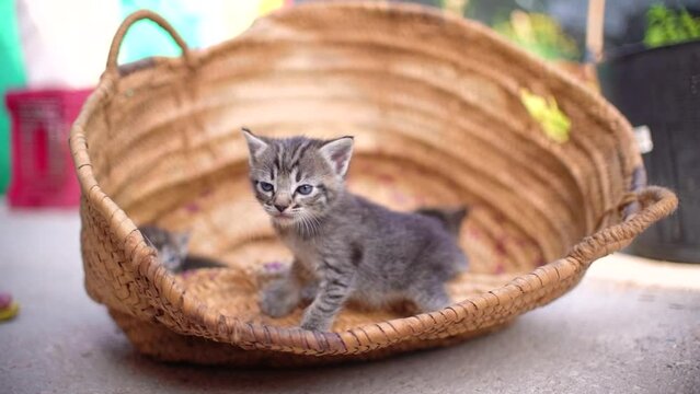 Cute small baby cats litter at basket learning to walk outdoors. Adorable new-born kittens portrait.
