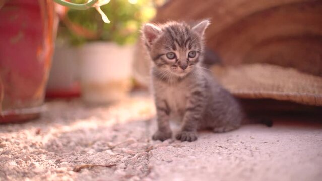 Cute small baby cats litter at basket learning to walk outdoors. Adorable new-born kittens portrait.