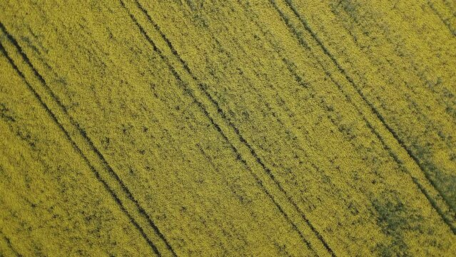 Ascending flight with turns with a drone over a rapeseed field with its intense yellow where straight parallel lines appear and a very artistic and textured image is created.