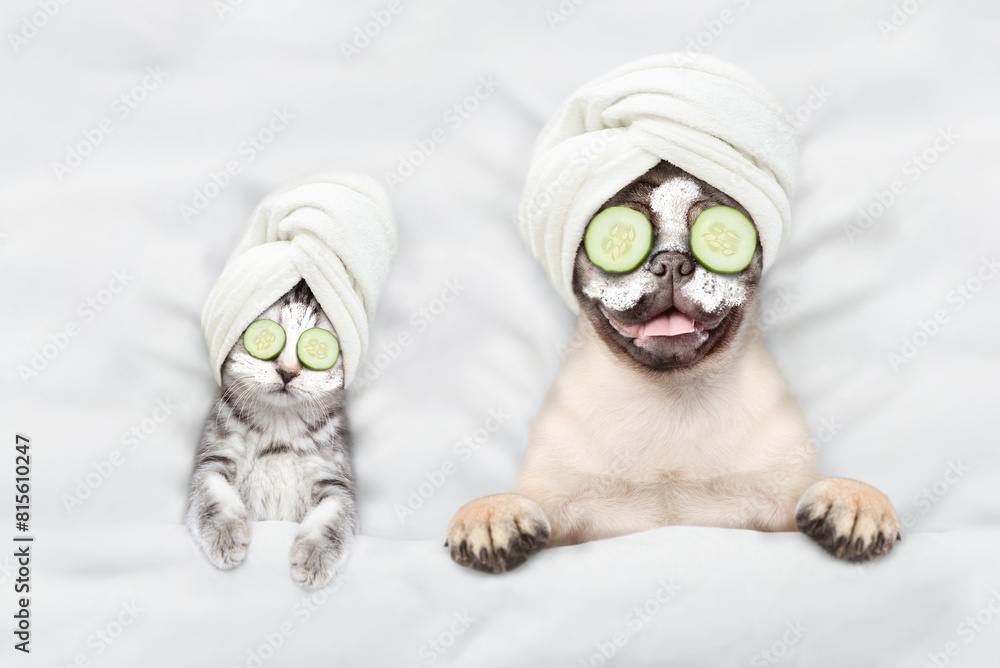 Fototapete Funny kitten and pug puppy with towel on their heads, with cream on their faces and with a pieces of cucumber on their eyes relaxing on the bed at spa salon. Top down view. Empty space for text