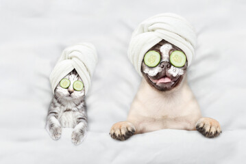 Funny kitten and pug puppy with towel on their heads, with cream on their faces and with a pieces of cucumber on their eyes relaxing on the bed at spa salon. Top down view. Empty space for text