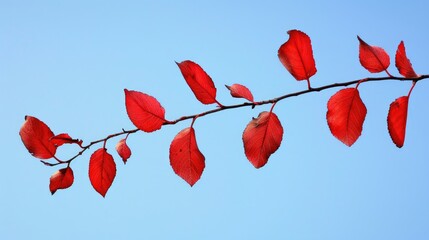 Branch with red leaves against a blue sky