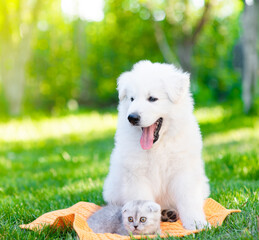 White Swiss Shepherd`s puppy sits with tiny kitten on green grass