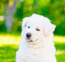 Cute White Swiss Shepherd sits at summer sunny park