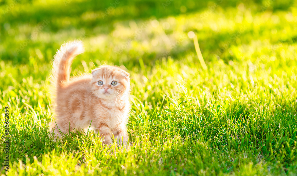 Poster fluffy fold ginger tabby kitten walks on green grass at sunny summer park. empty space for text