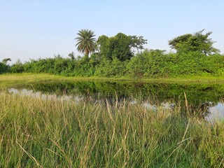 Natural pond in grassland. Wetland and green meadow. Green scenery with pond. Such natural ponds are formed in the grasslands during the rainy season.
