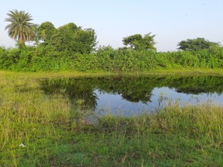 Natural pond in grassland. Wetland and green meadow. Green scenery with pond. Such natural ponds are formed in the grasslands during the rainy season.
