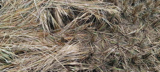 Pile of dry straw on rice field