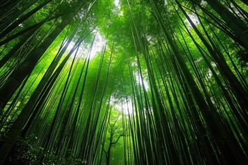 Finding Peace in a Bamboo Oasis