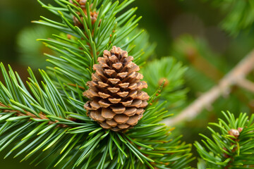 A pine cone on the branch of an evergreen tree, with detailed green needles and a brown shell