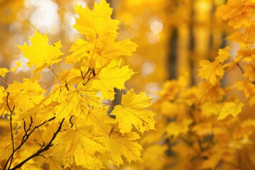 Yellow Trees in Autumn Forest: Beautiful Maple Leaves with Bright Sunlight