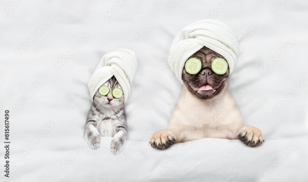 Fototapete cute kitten and pug puppy with towel on their heads, with cream on their faces and with a pieces of 