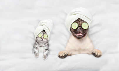 Cute kitten and pug puppy with towel on their heads, with cream on their faces and with a pieces of cucumber on their eyes relaxing on the bed at spa salon. Top down view. Empty space for text