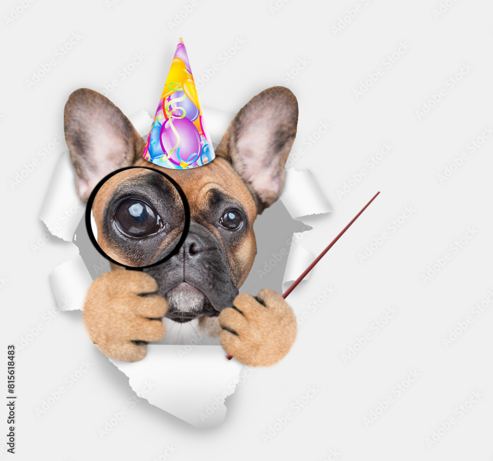 Poster french bulldog puppy wearing party cap looks thru a magnifying lens looks through a hole in white pa