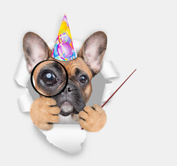 French bulldog puppy wearing party cap looks thru a magnifying lens looks through a hole in white...