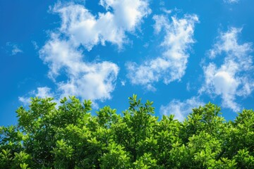 Obraz premium Sky Tree. Green Tree Top Line Over Blue Sky and Clouds in Summer Landscape