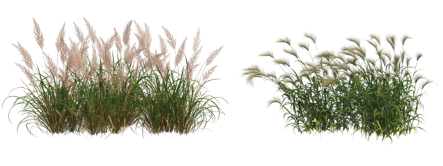 Cutout meadow grass and flower field on transparent background