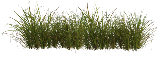 Cutout meadow grass  field on transparent background
